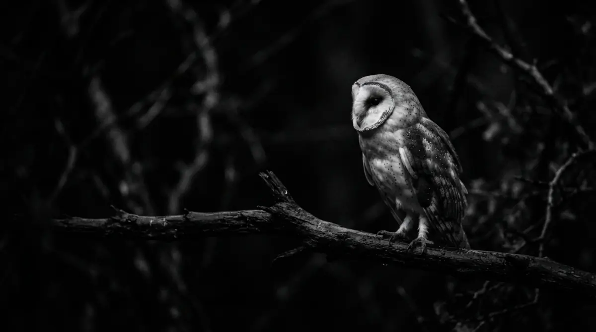 The Owl: Wisdom, Mystery, and the Quiet Power of the Night