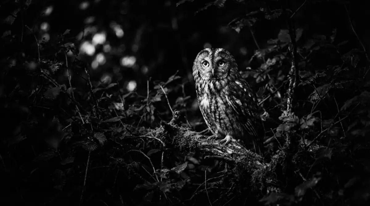 The Owl Across Cultures: Wisdom, Mystery, and Transformation