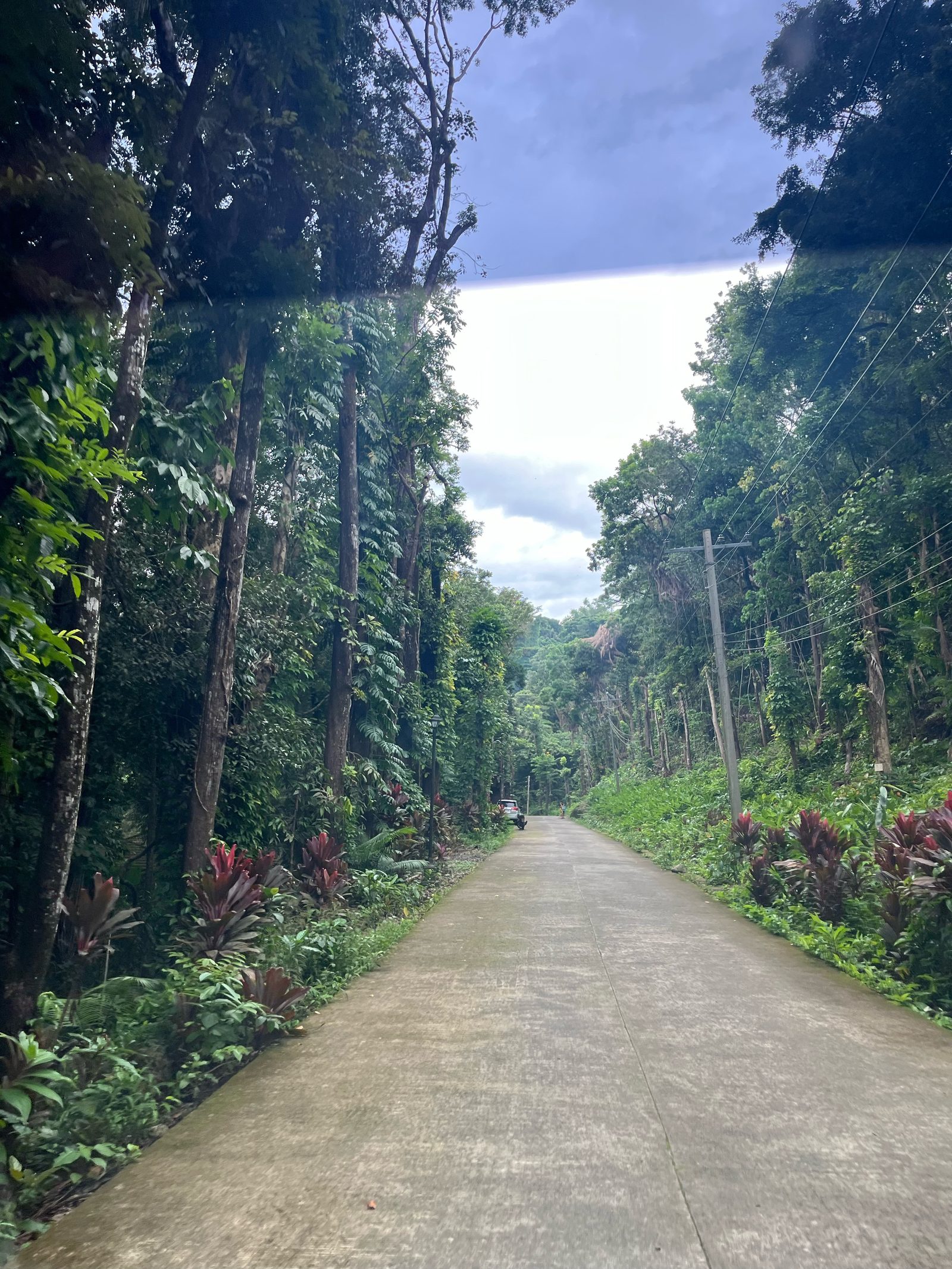 Concrete access road into Mambukal, with forest overhead and red-leafed plants along the shoulder.