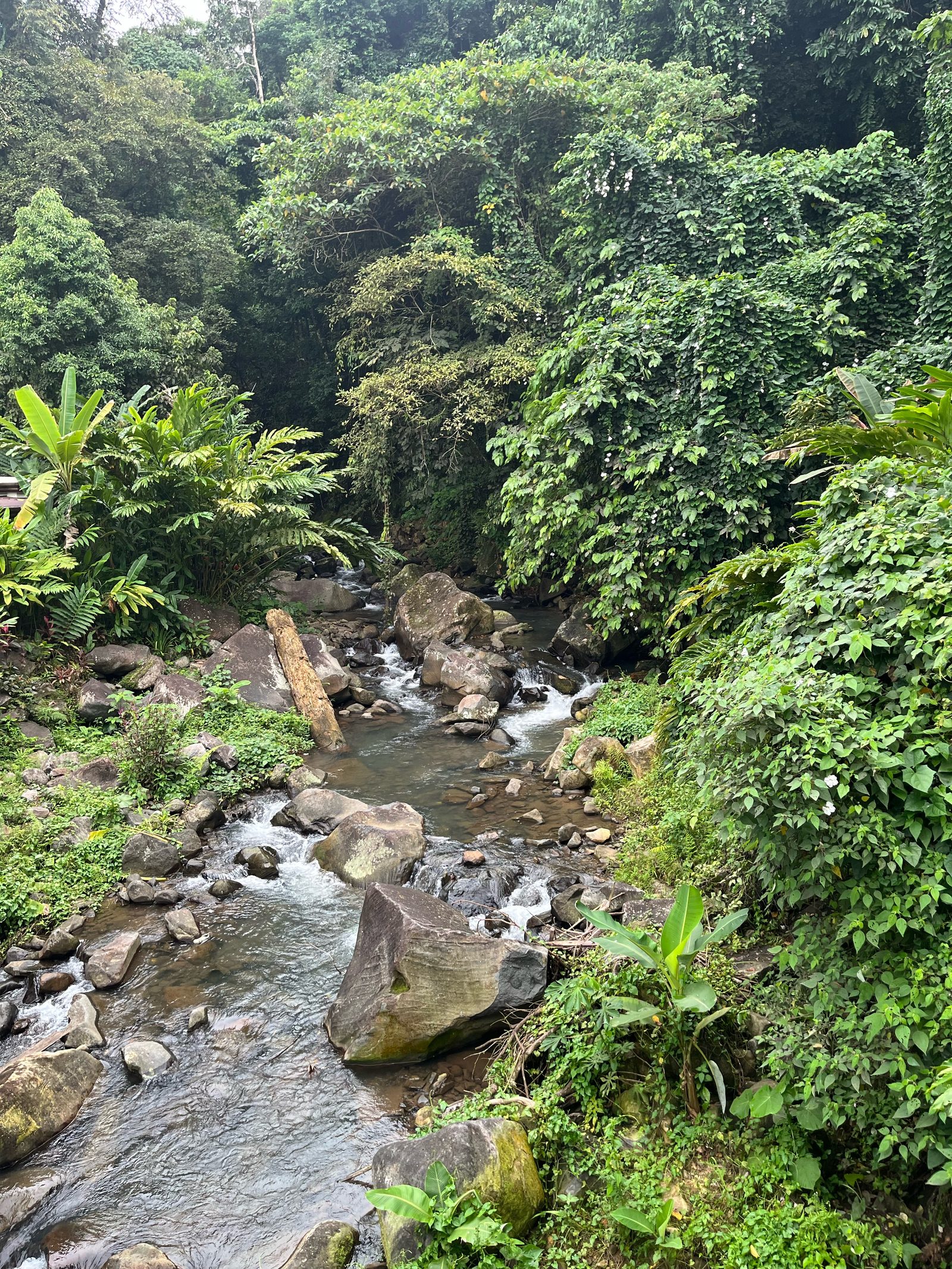 River inside Mambukal Resort, tumbling over dark boulders under the trees.