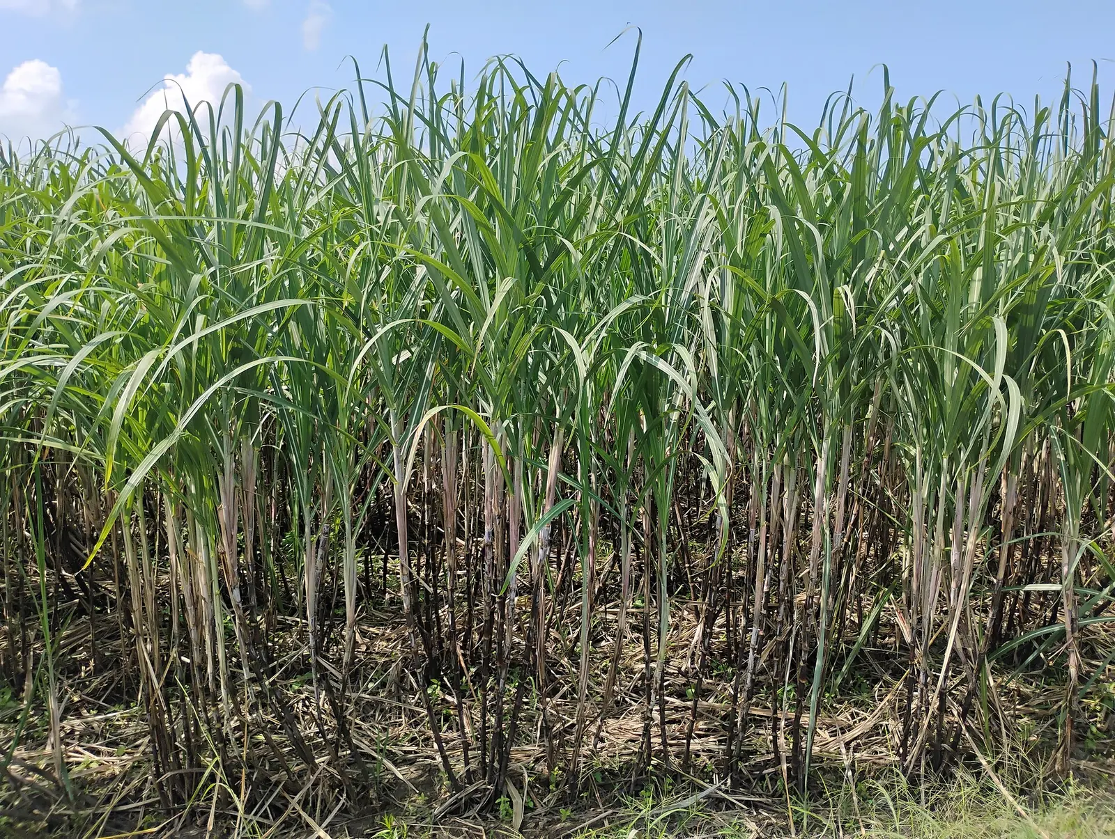A sugarcane field in Talisay, Negros Occidental, with cane cut and stacked